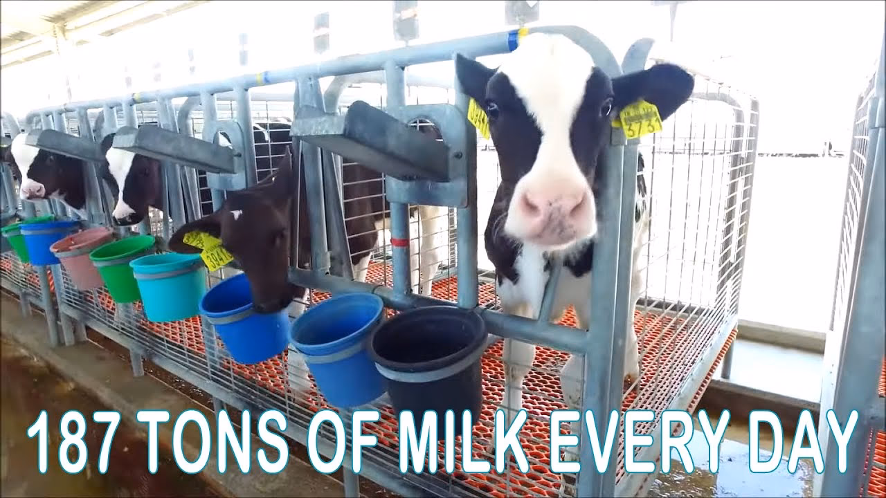 What is dairy engineering?