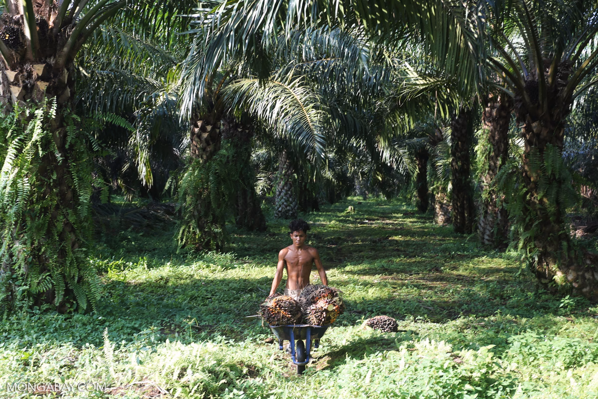 Is child labor a problem in Indonesia's palm oil industry?