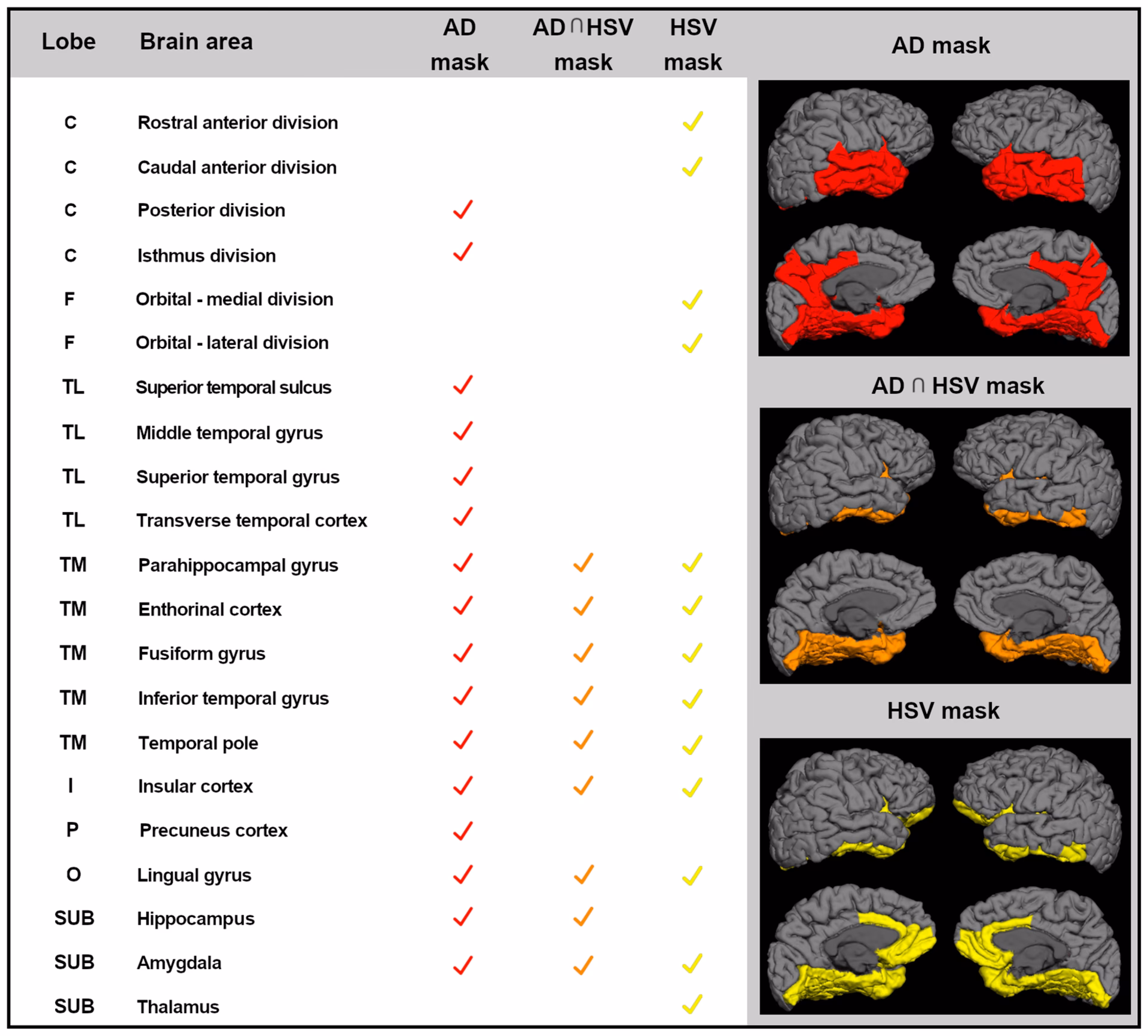 What is HSV-Herpes simplex virus 1?