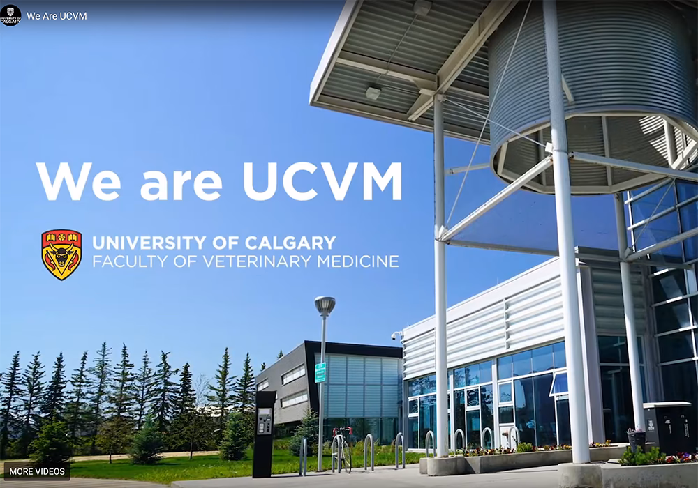 How is Veterinary Medicine taught?