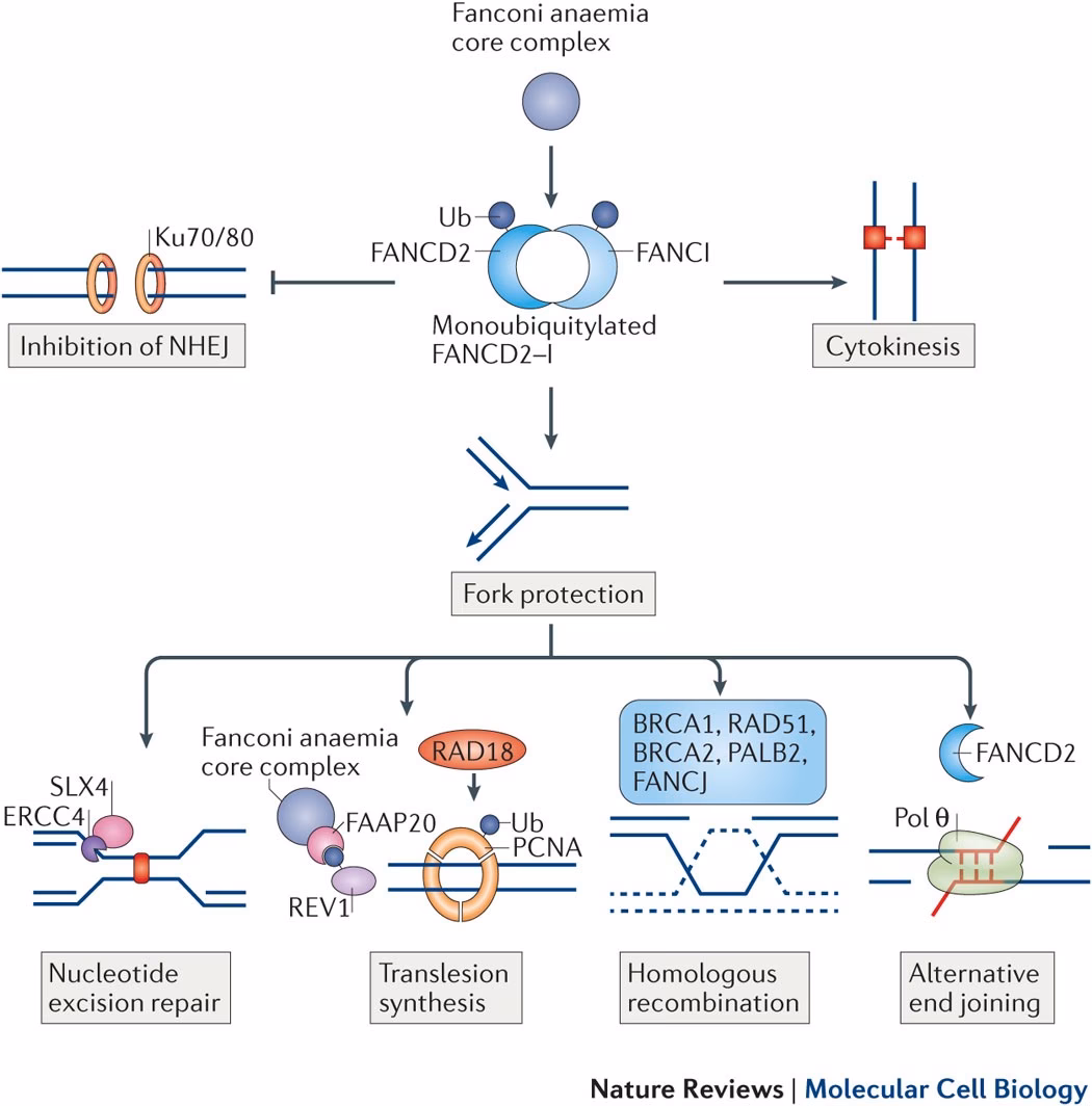 Does Fanconi anemia provide comprehensive clinical care guidelines?