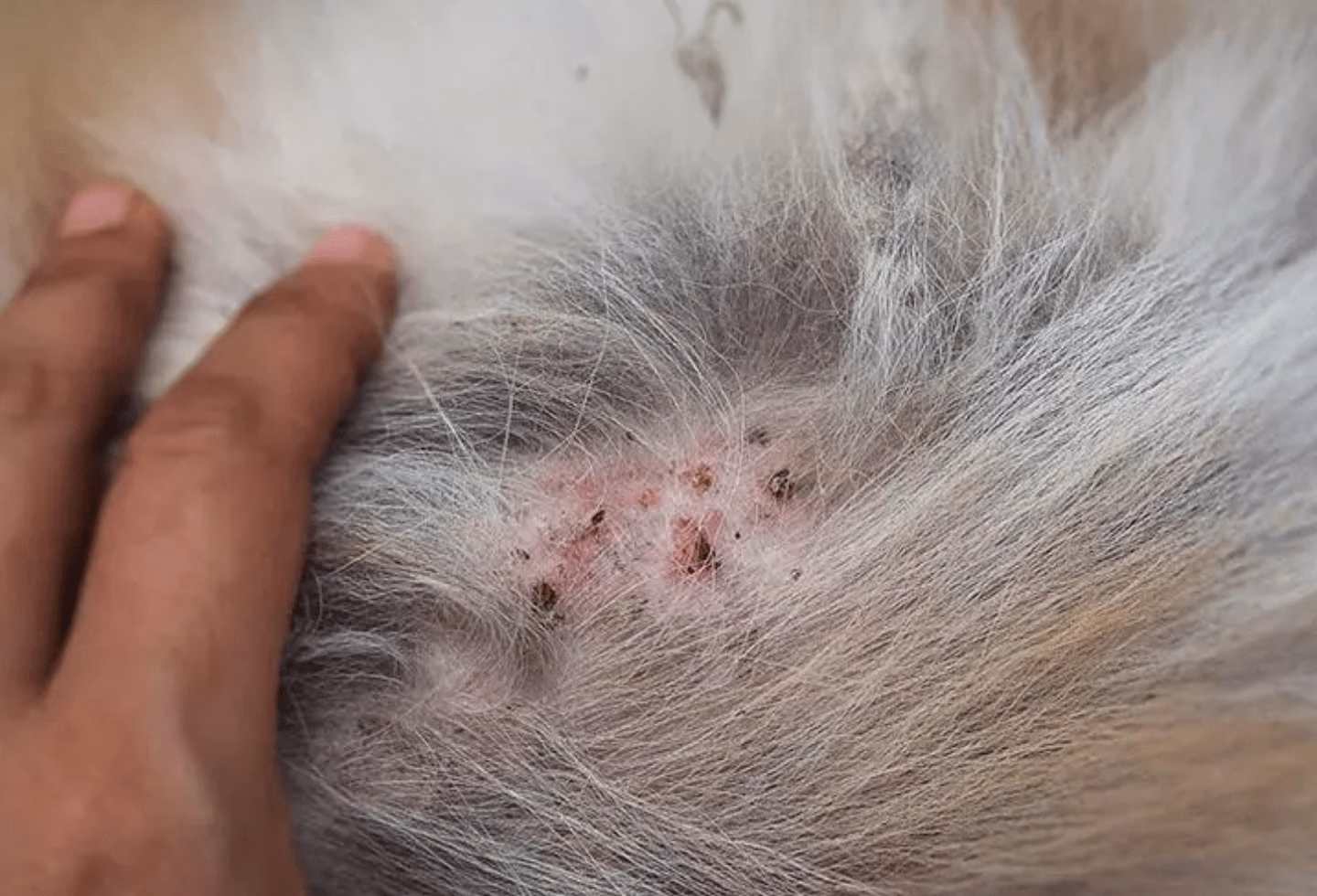 What is flea allergy dermatitis (FAD)?