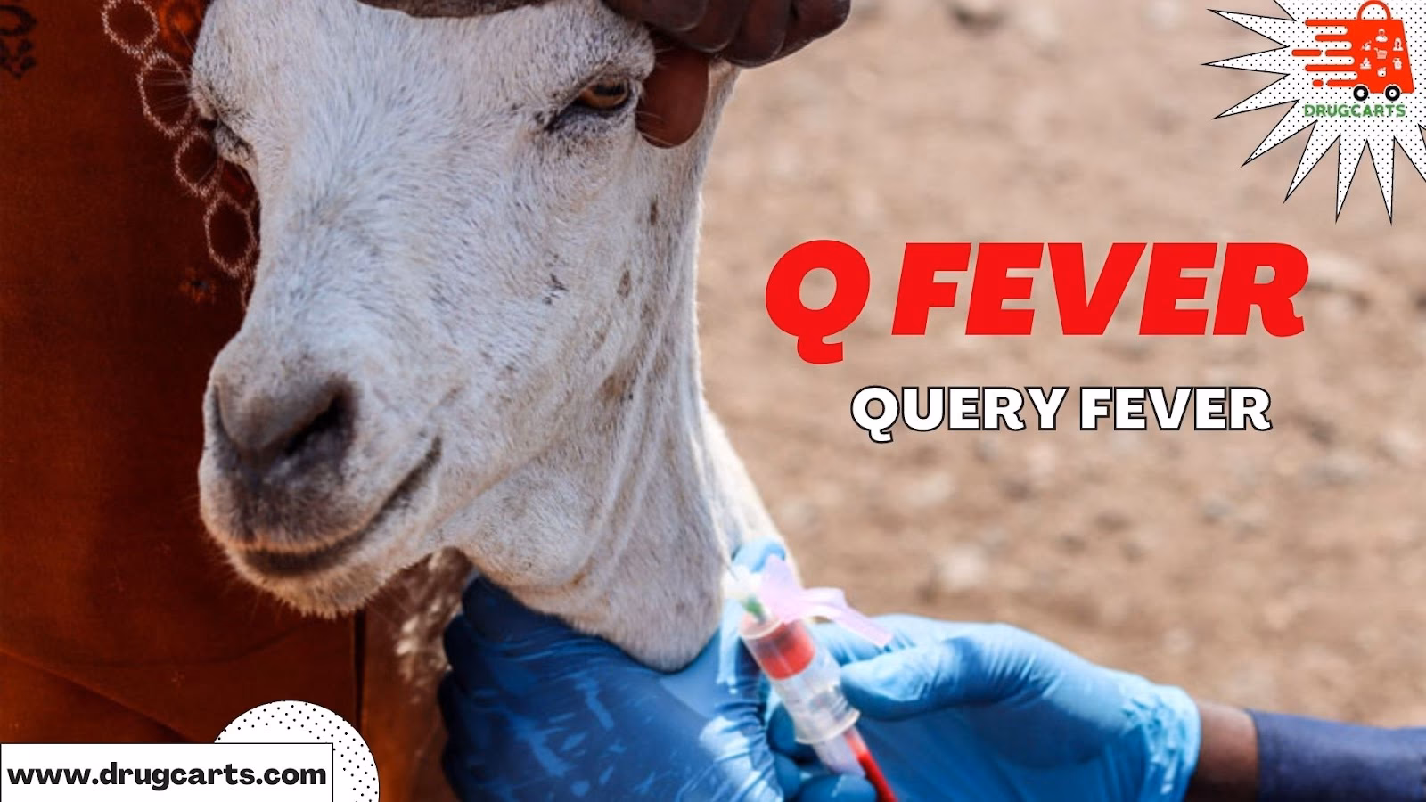 What is Q fever in dogs?