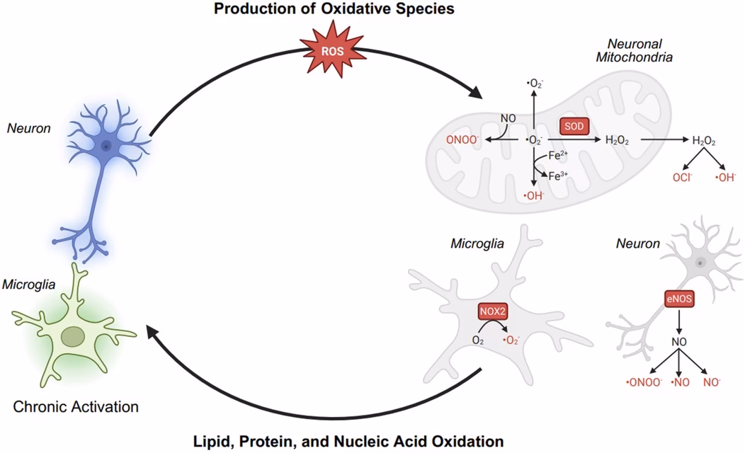 Can low glutathione levels cause oxidative stress?