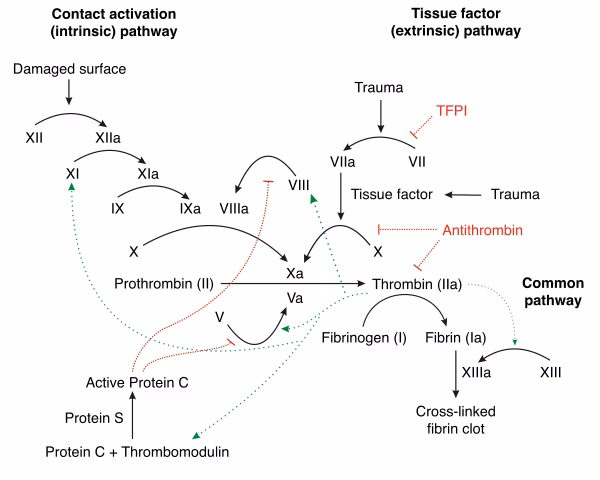 What is the division of coagulation in two pathways?
