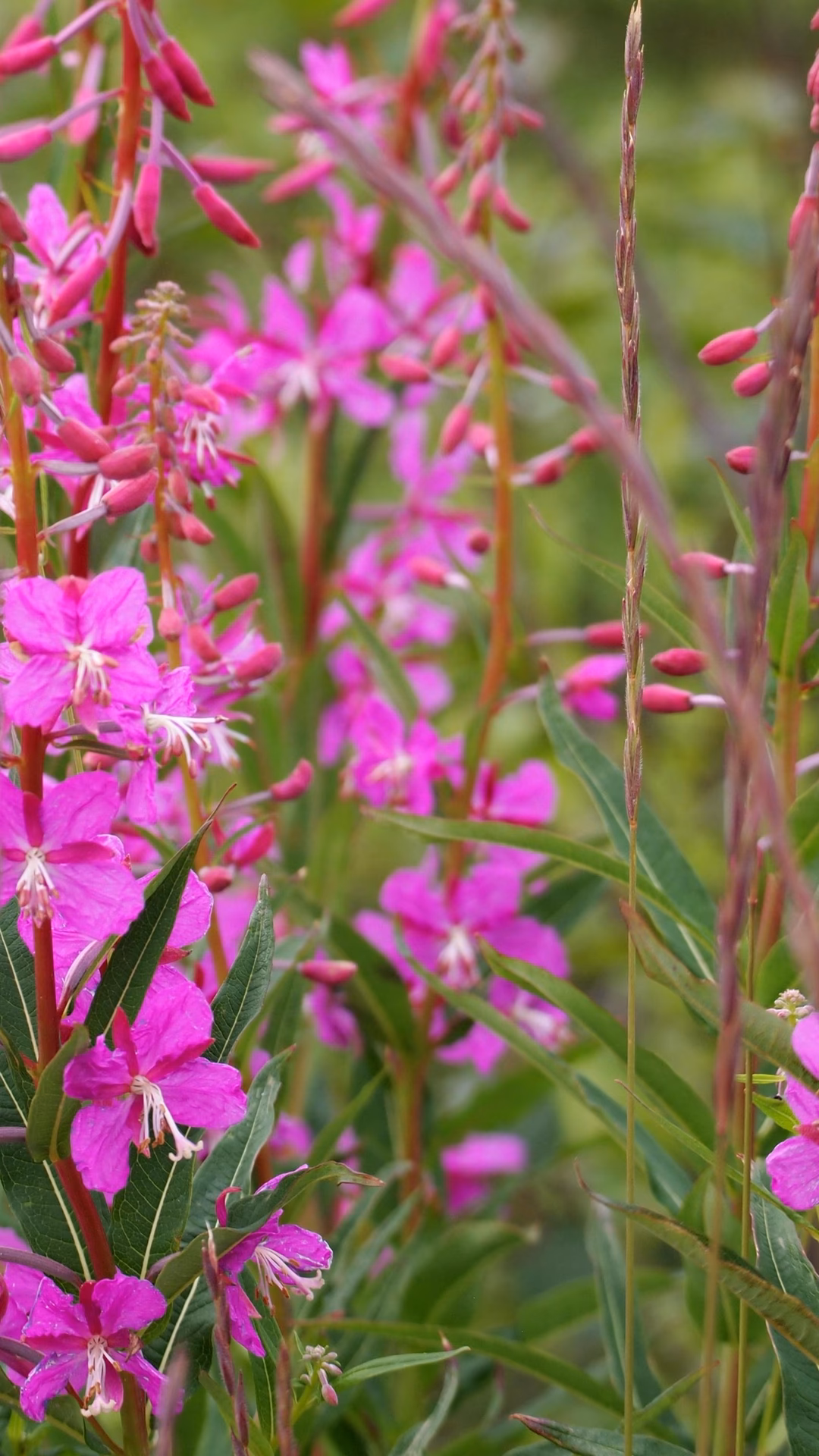 How does fireweed reduce inflammation?