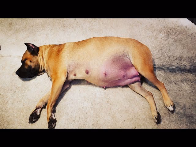 How do you know if a dog is clinging during labor?