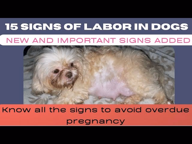 What should a dog's body temperature be before Labor?