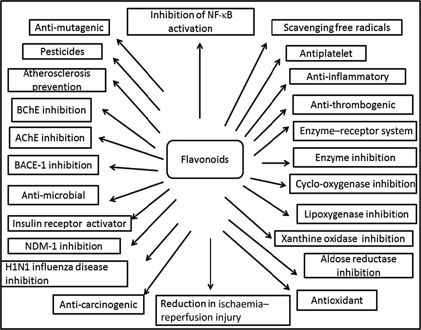 What are the therapeutic effects of flavonoids?