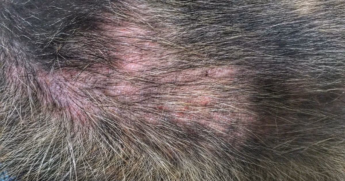 What is flea allergy dermatitis in dogs?