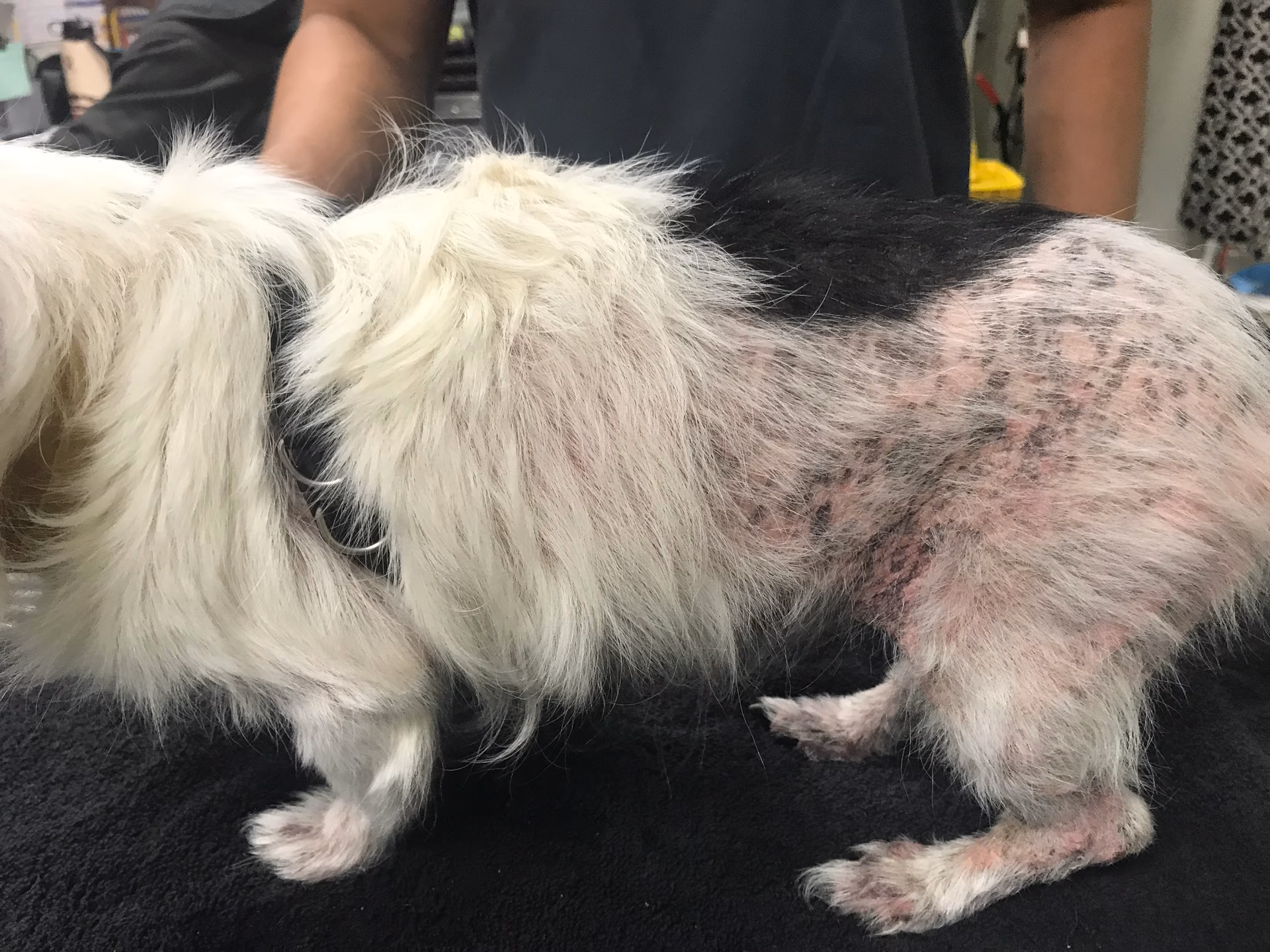 What is flea allergy dermatitis (FAD)?