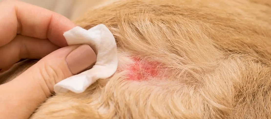 What does a flea allergy on a dog look like?