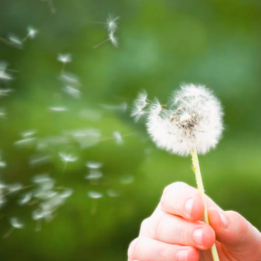 Are flowers good for allergies?