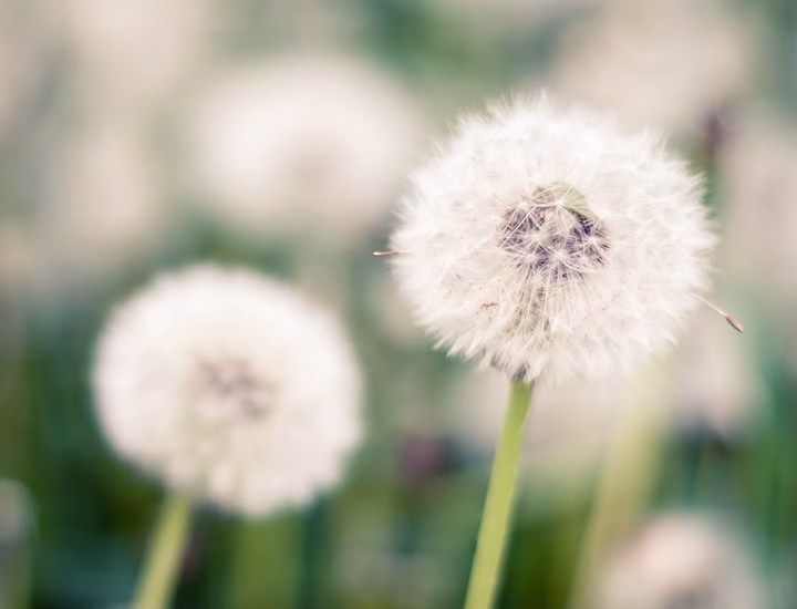 Do wind pollinated plants cause allergies?