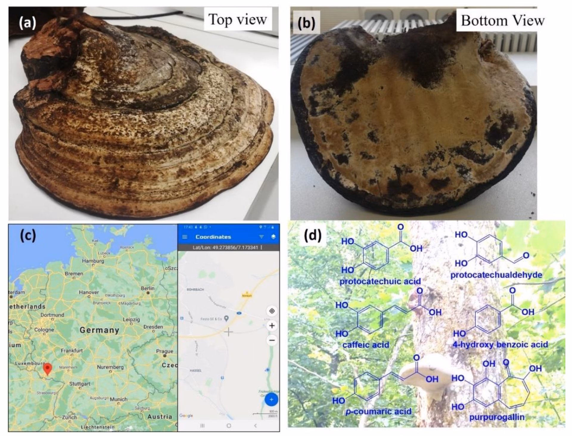 Is Fomes fomentarius a medicinal mushroom?