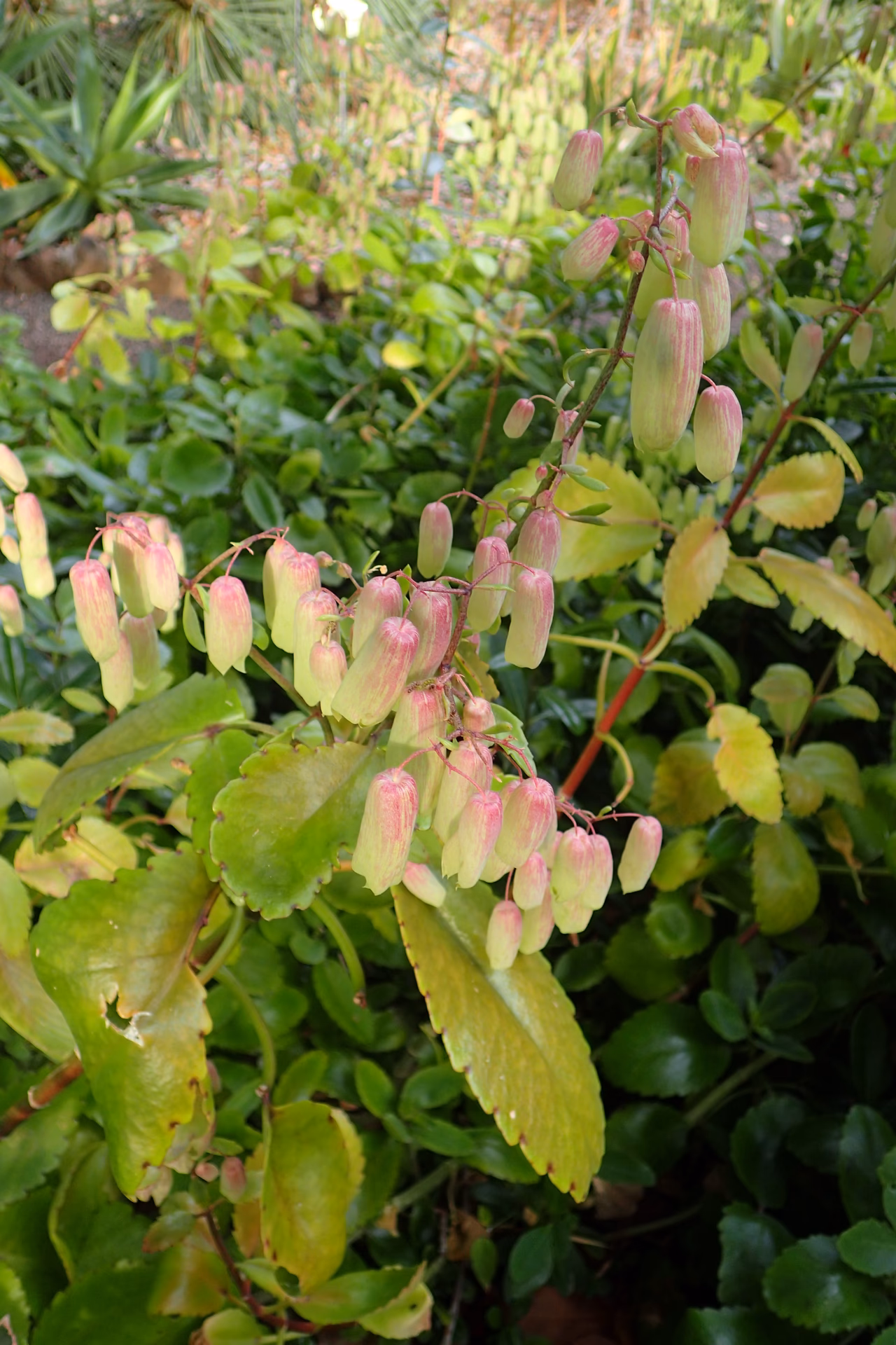What is Bryophyllum pinnatum used for?