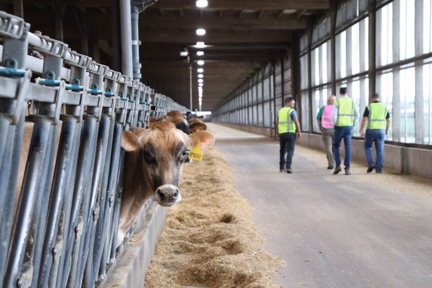 Who are the Dairy UK Farmers' Forum?