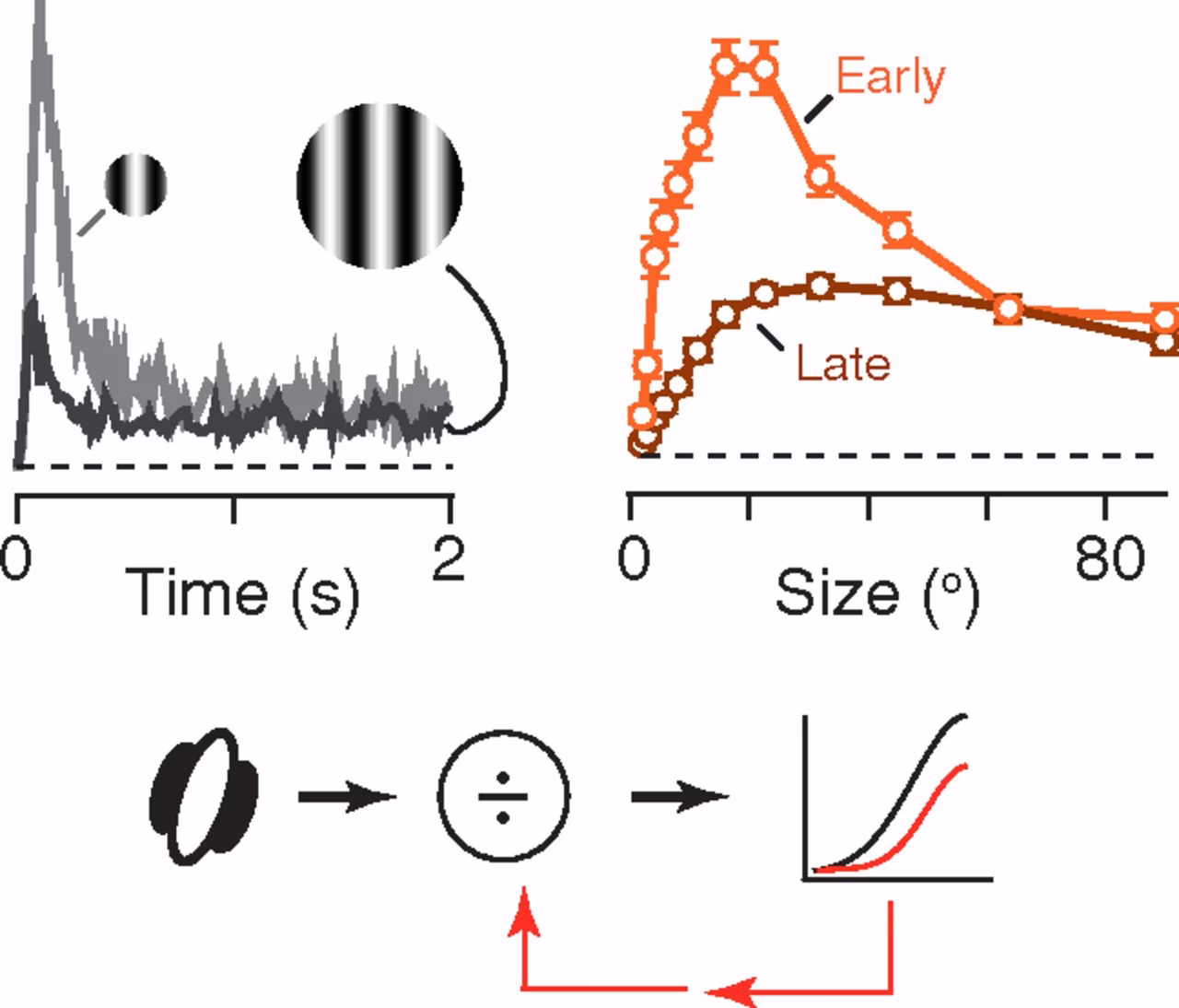 What is the function of the superior colliculi?