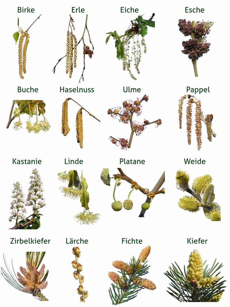 Was ist eine Frühblüher- Pollenallergie?