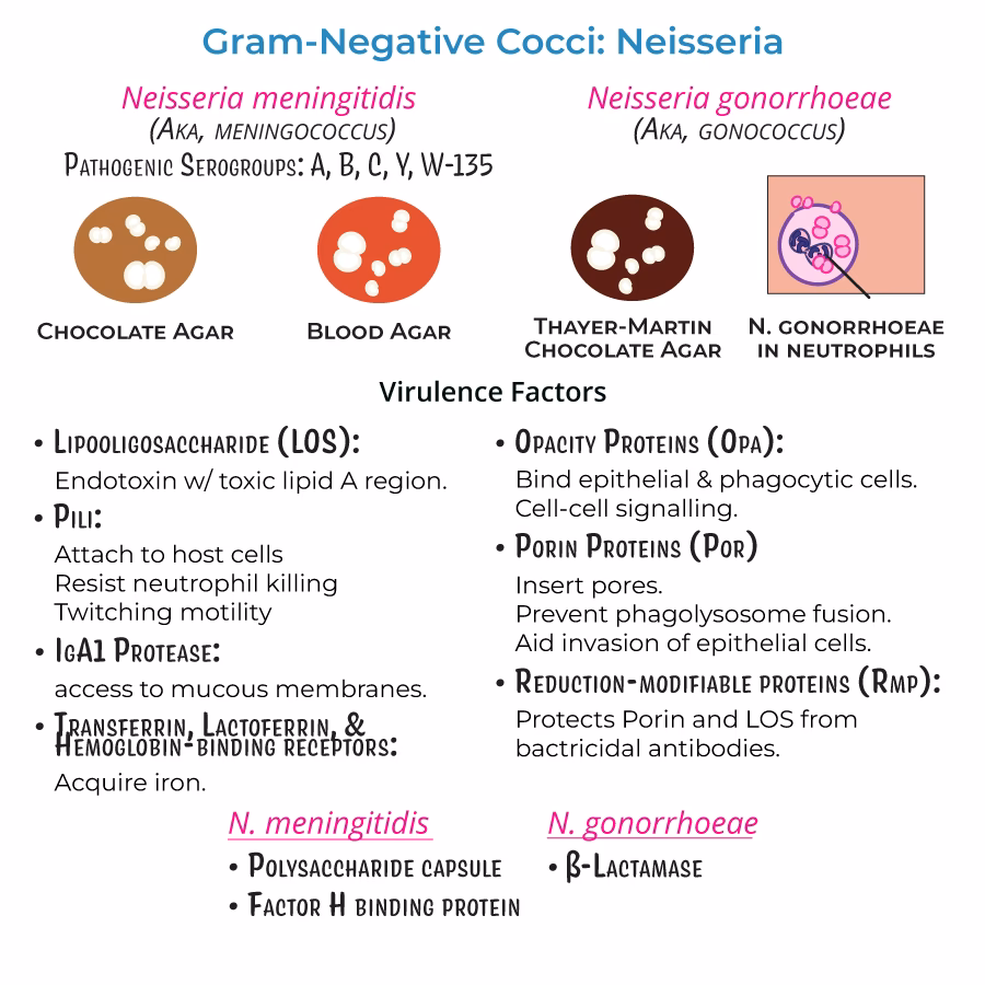 What is Dingxin long Neisseria meningitidis?