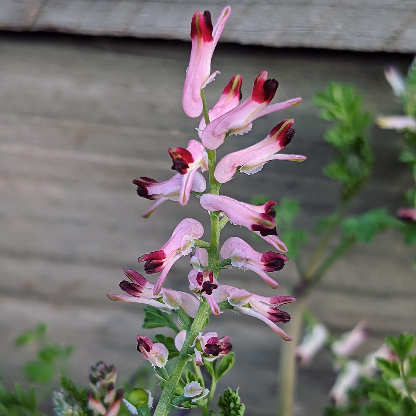 How was Fumaria muralis introduced?