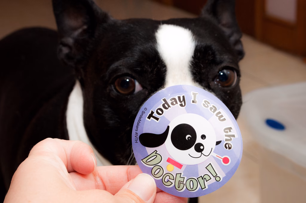 Can you give a dog expired medicine?