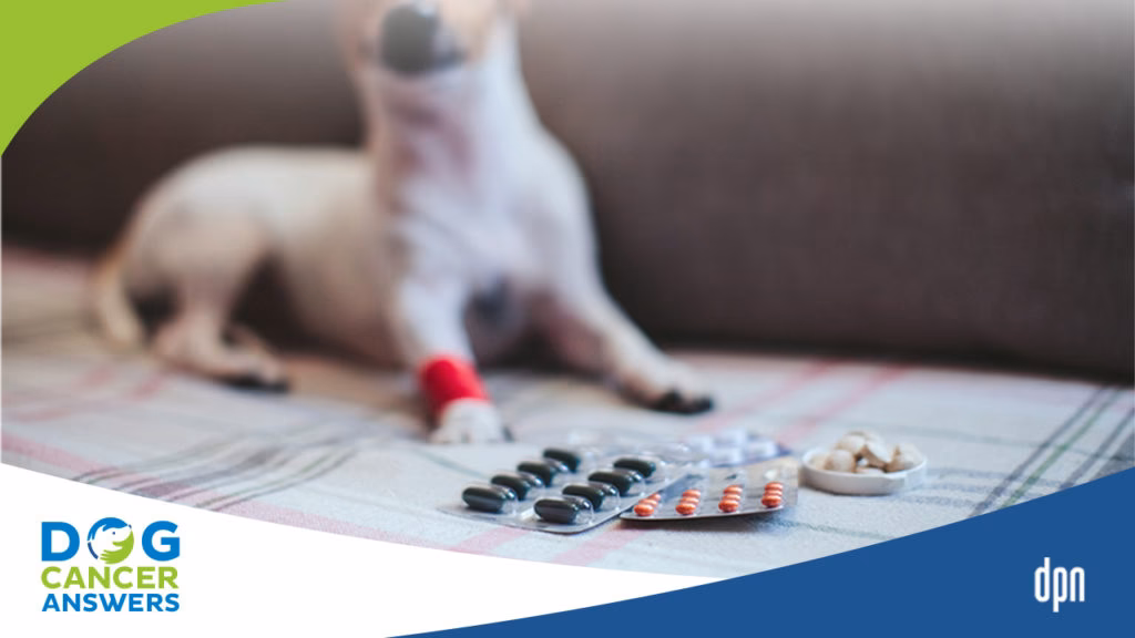 When should I stop using expired pet medication?