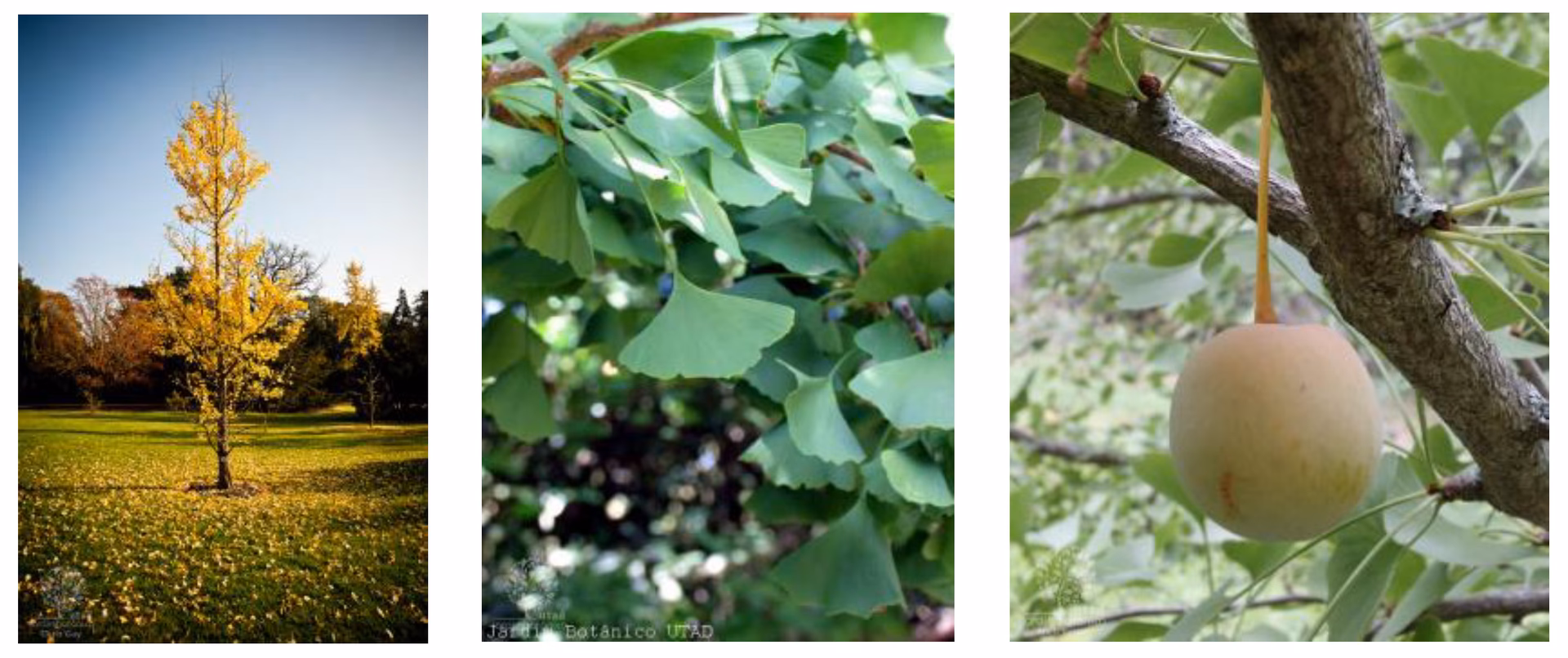Does Ginkgo biloba lower blood pressure?