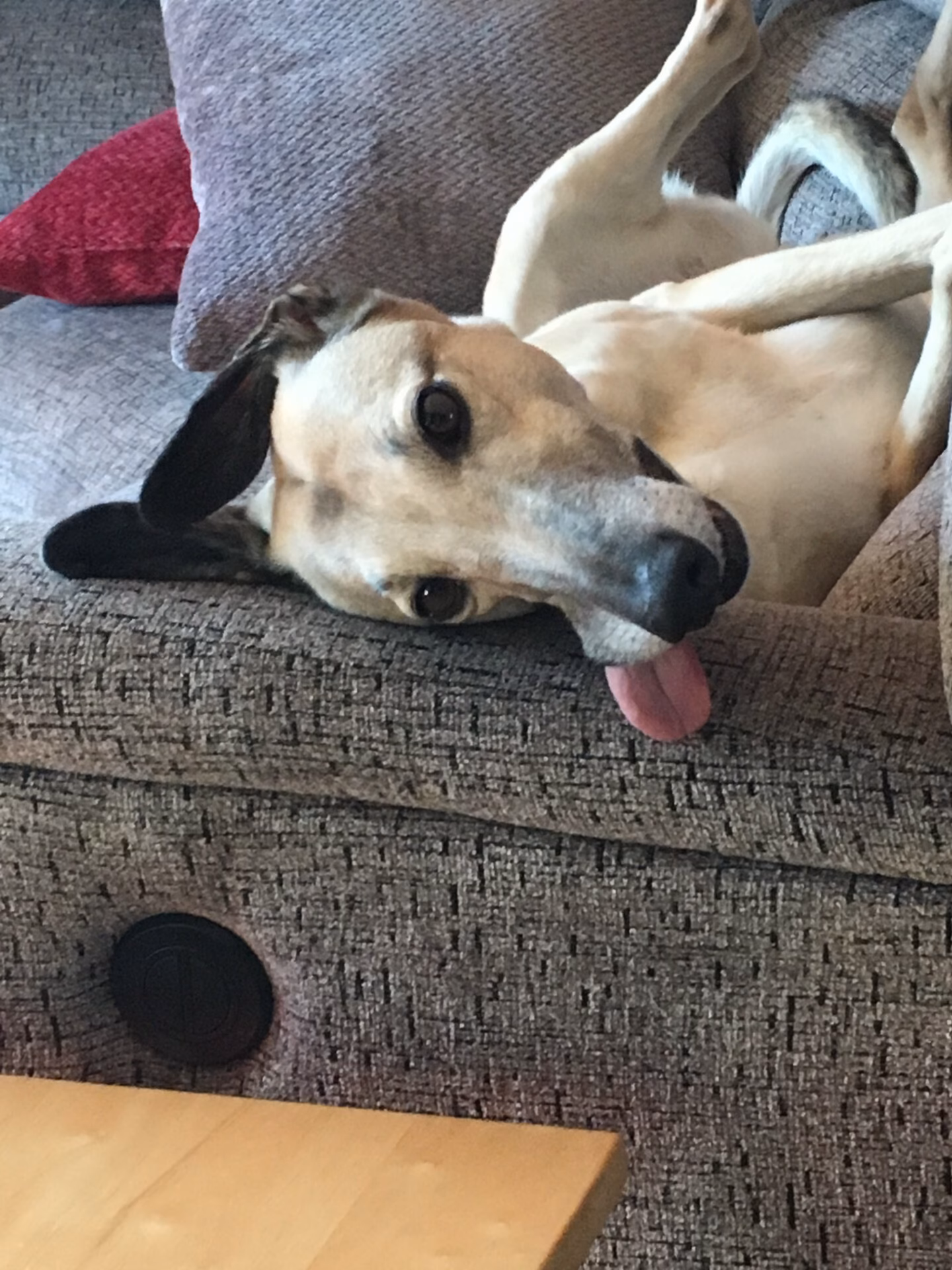 Who is Gloucester County Animal Hospital?