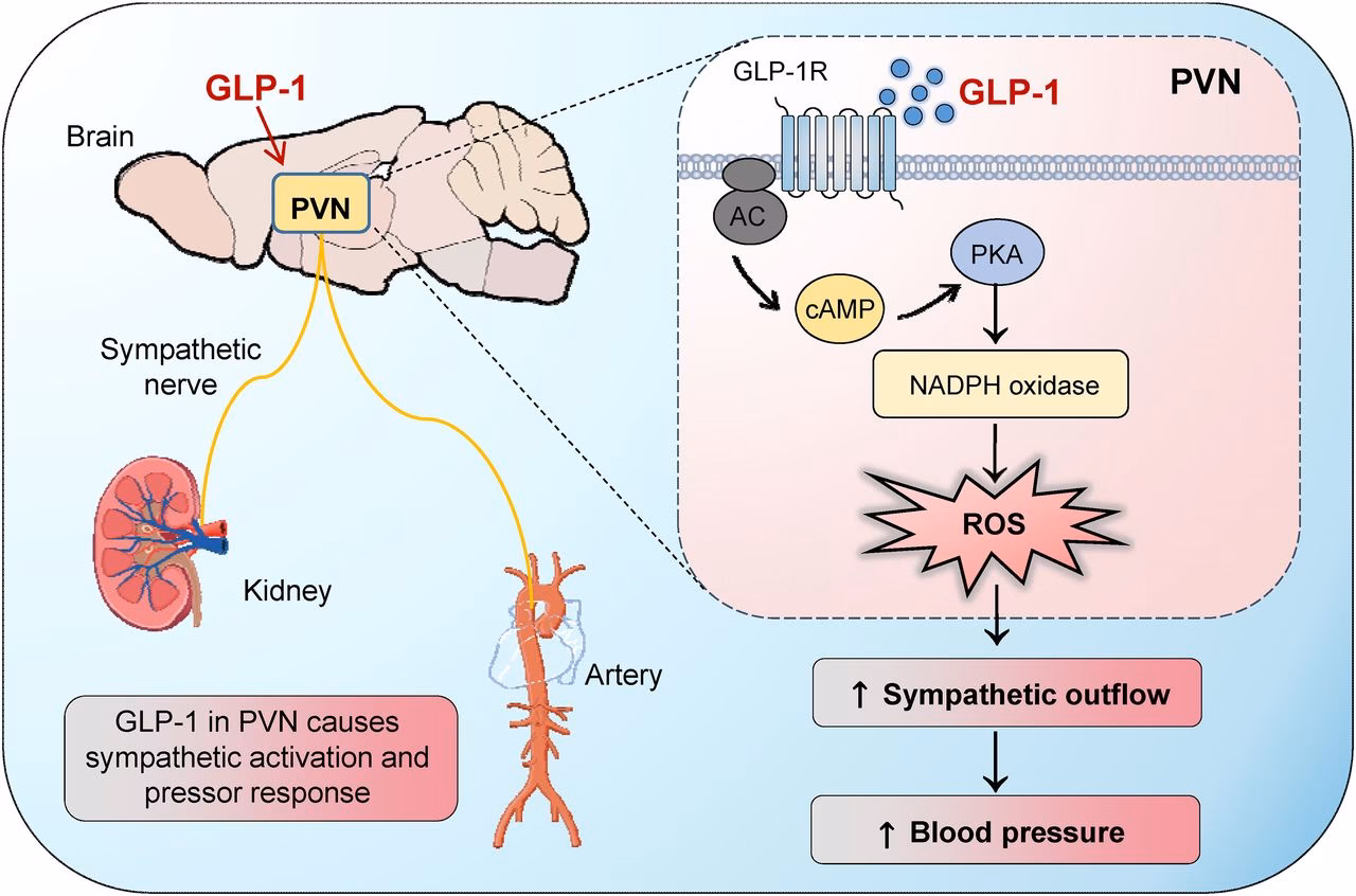 Do GLP-1 drugs increase heart rate?