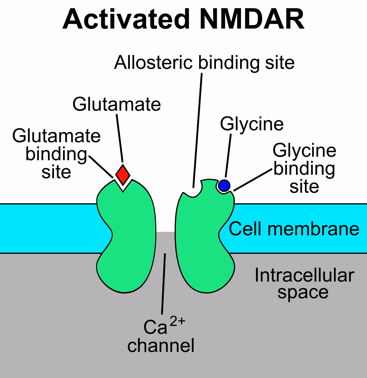 What type of neuroreceptor is glutamate?