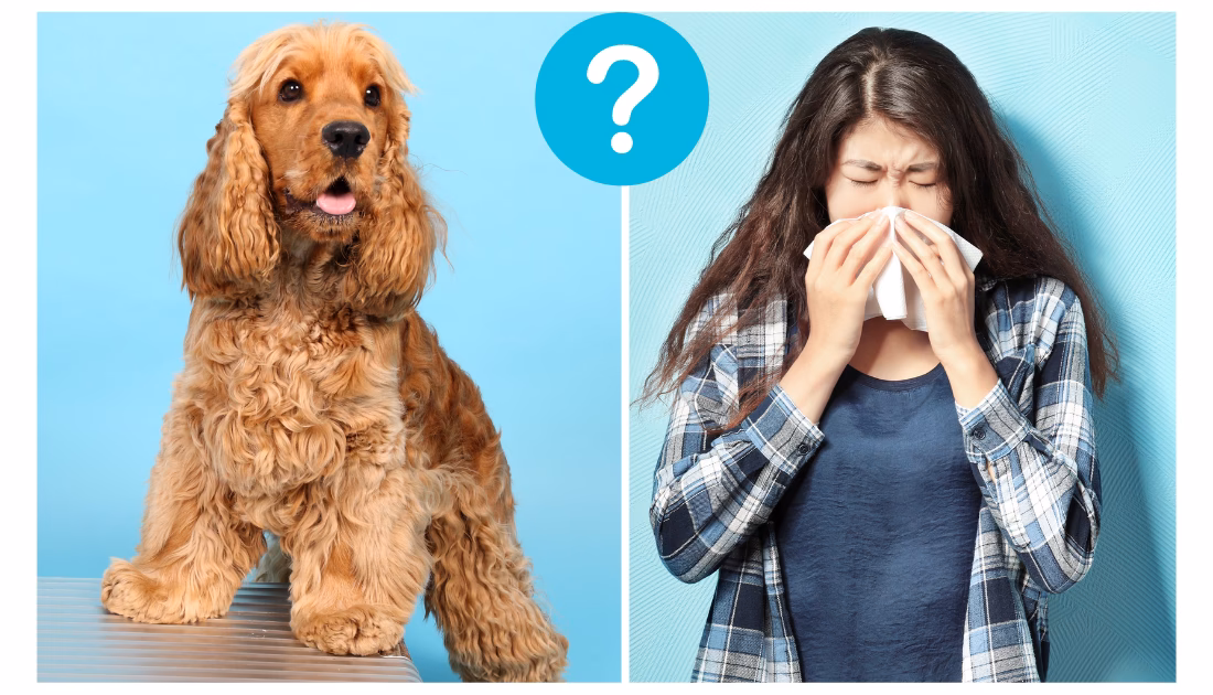 What if my golden retriever has flea allergy dermatitis?