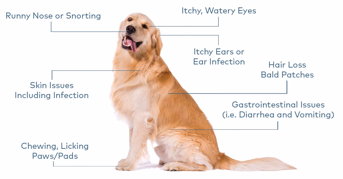 Can a golden retriever have environmental allergies?