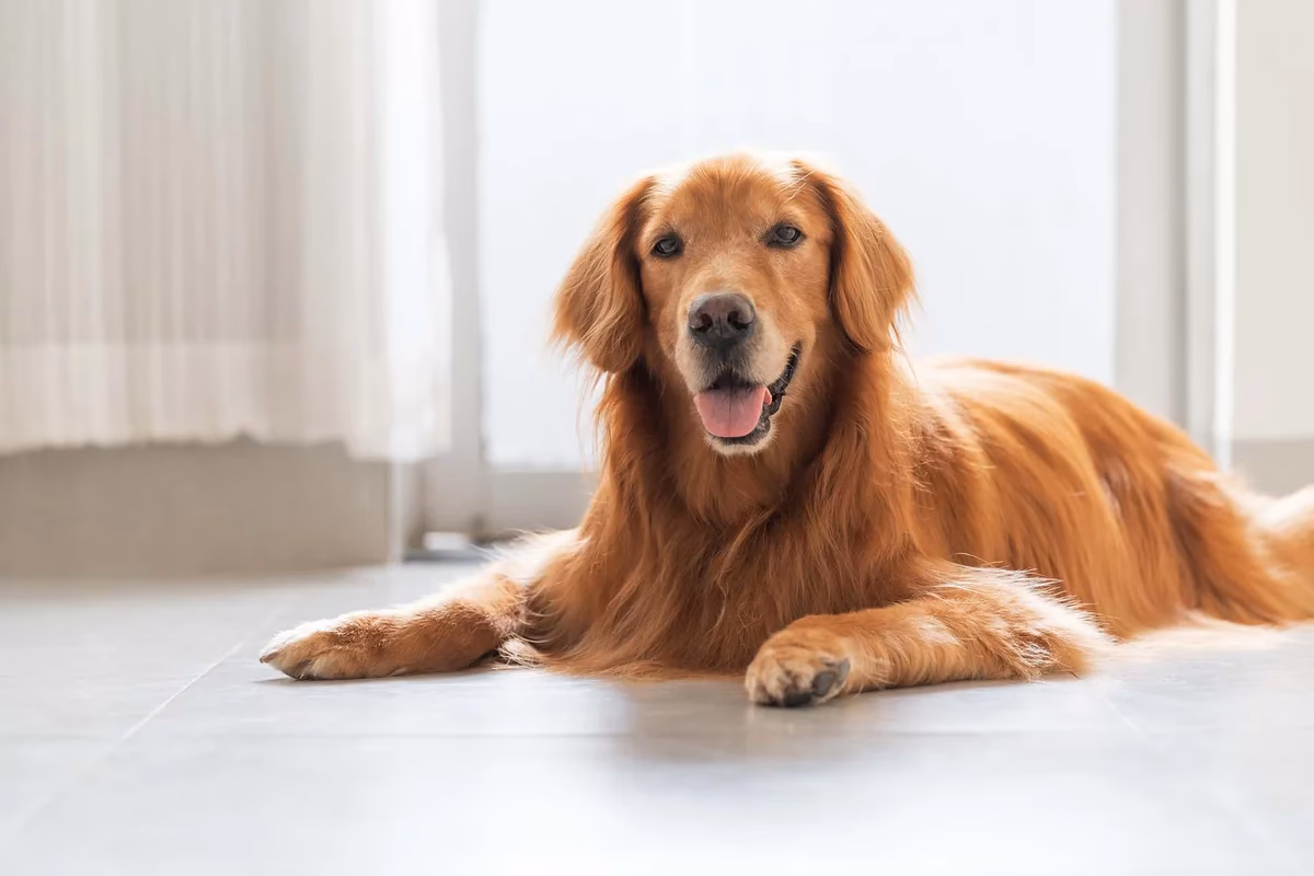 Should you get a golden retriever if you have allergies?