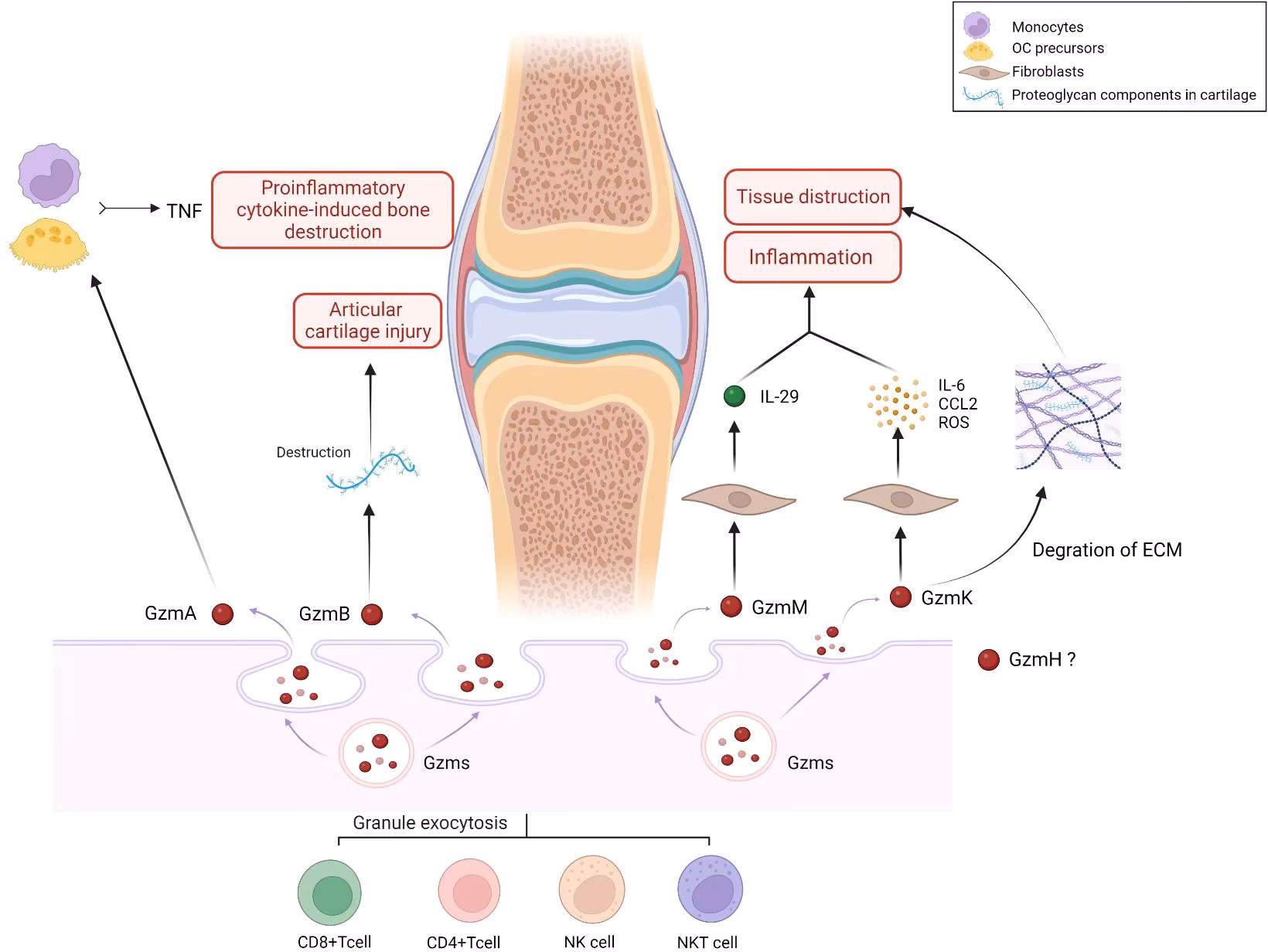 Does Granzyme K complement tissue inflammation?