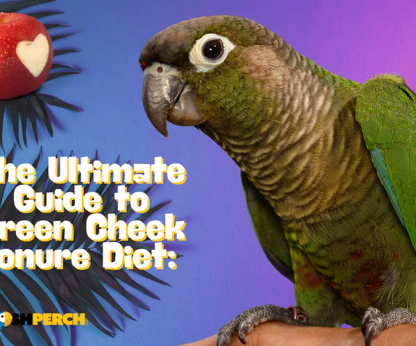 Are green cheek conures healthy?