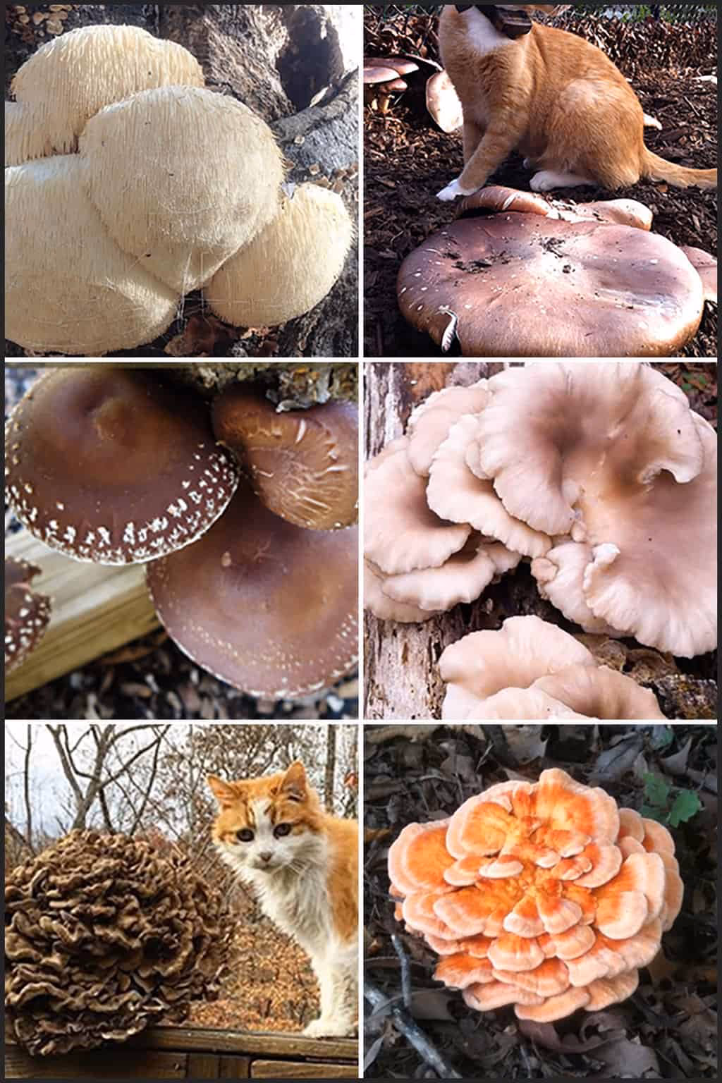 What are the best gourmet mushrooms to grow?