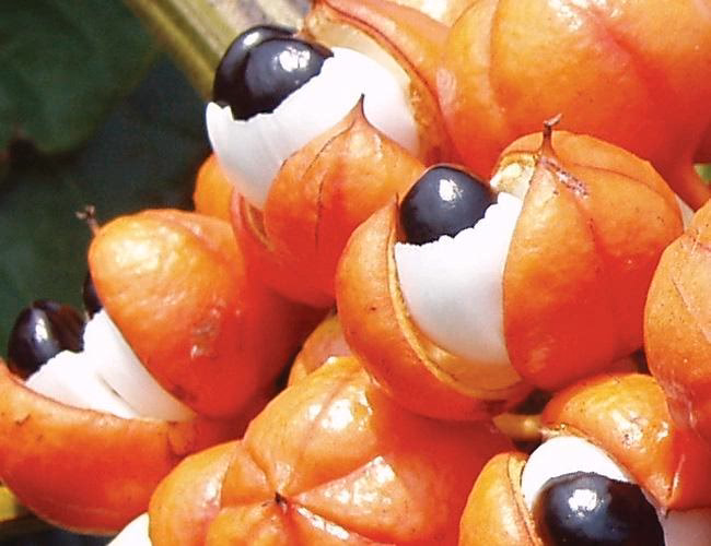 Is guarana a good supplement?