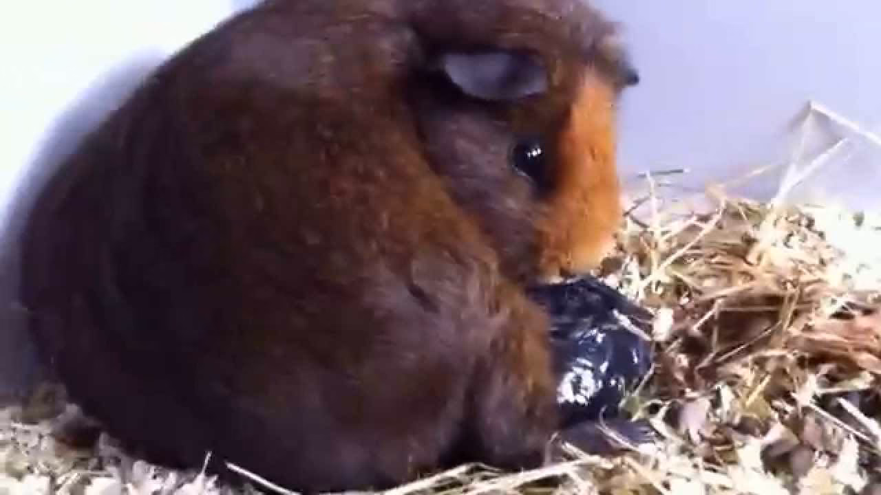 Do guinea pigs squeak when giving birth?