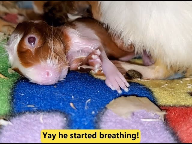 Do guinea pigs squeak when giving birth?