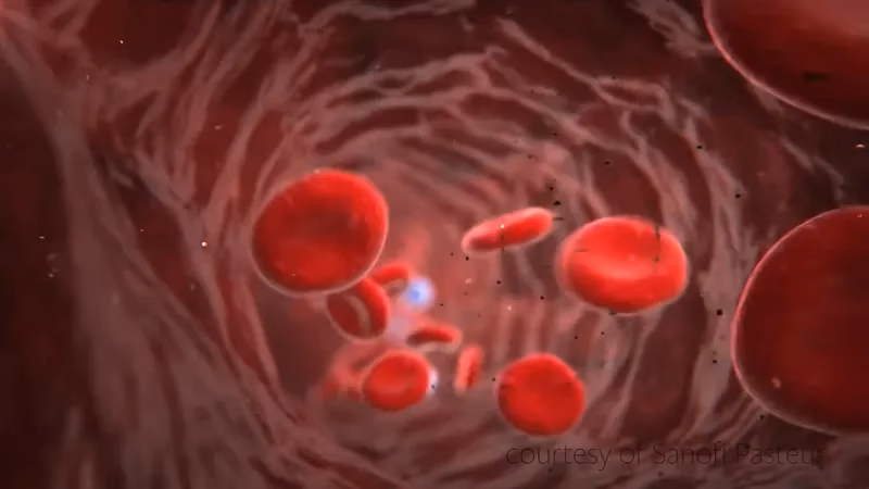 What viruses cause hemorrhagic fever?