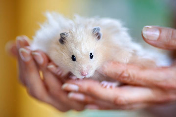 Was ist eine hamsterallergie?