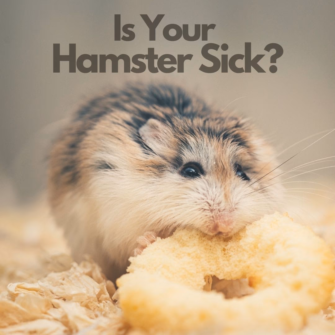 Can hamsters cause sneezing?