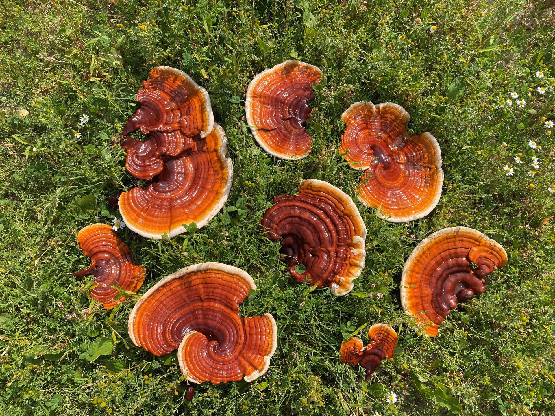 What is hay fever relief?