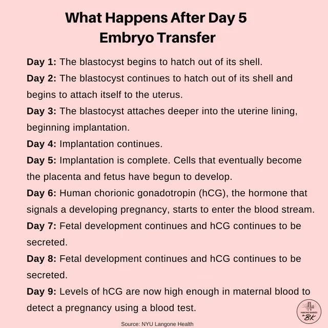 How long after embryo transfer do you feel cramped?