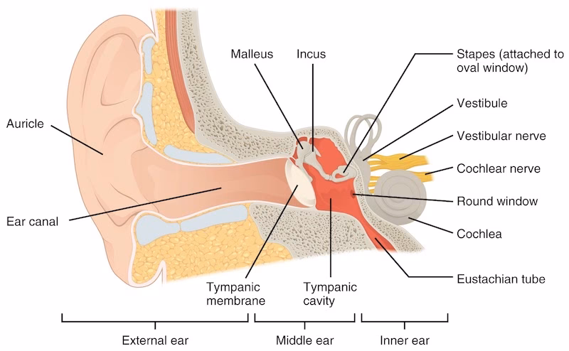What causes ringing in the ears?