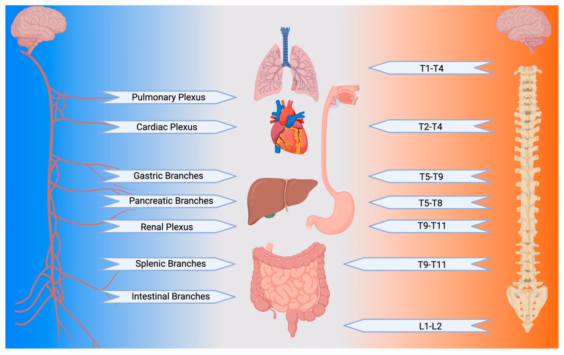 Can a full stomach cause palpitations?