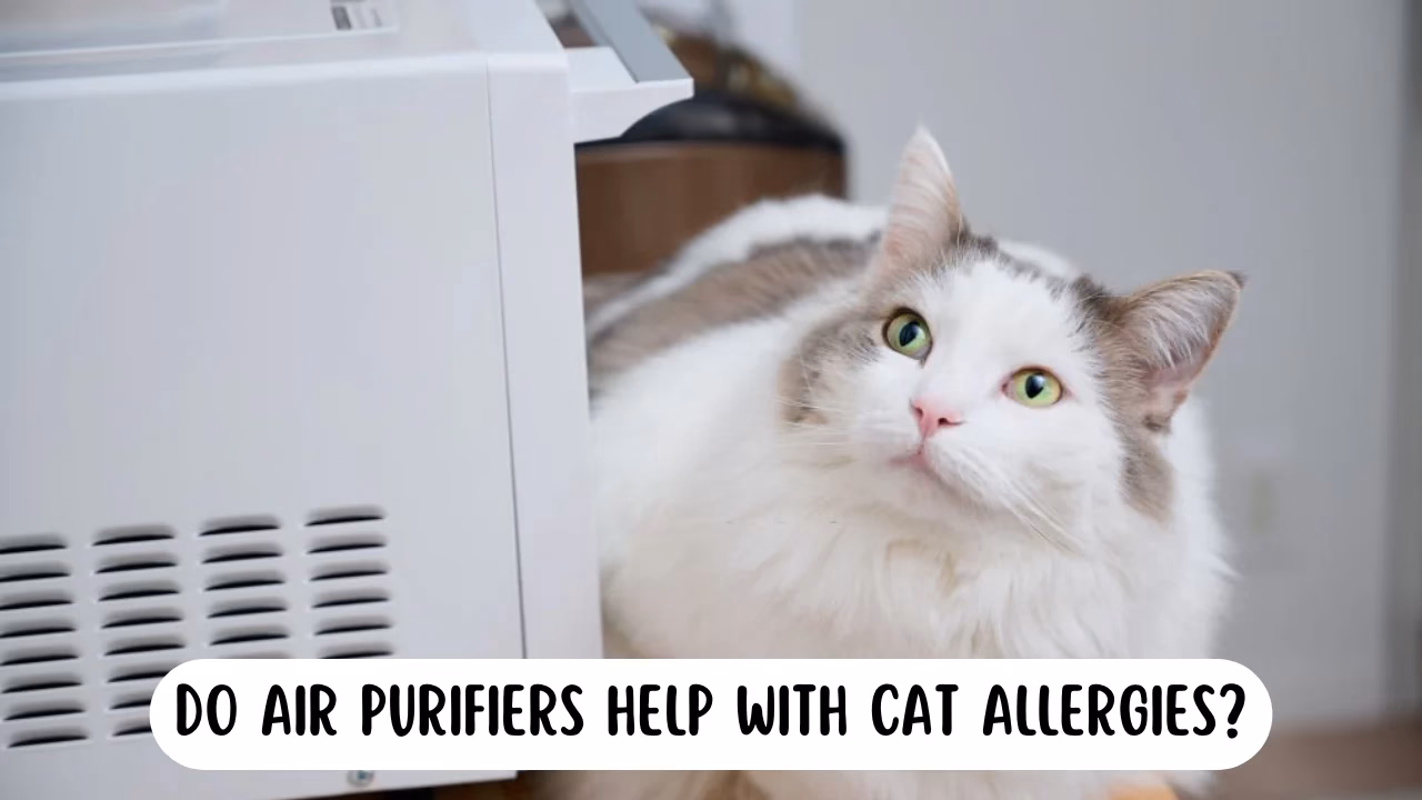 Are air purifiers good for cats?