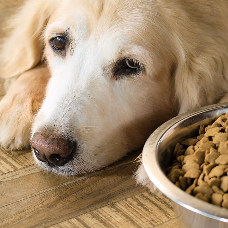 What are the symptoms of hepatitis in dogs?