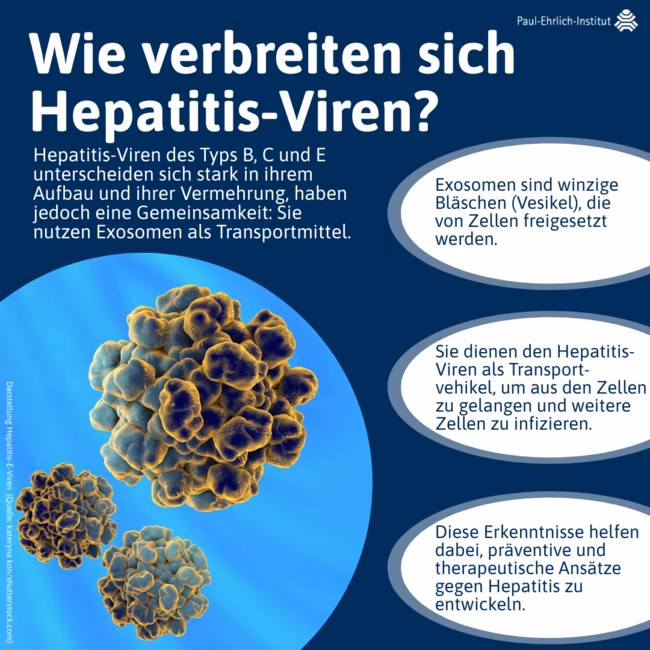 Wie kann man sich vor Hepatitis A schützen?